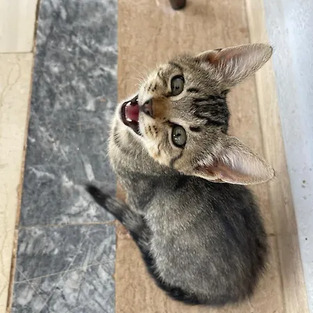 Gasthof Panoramic View Xhanari Tepelene