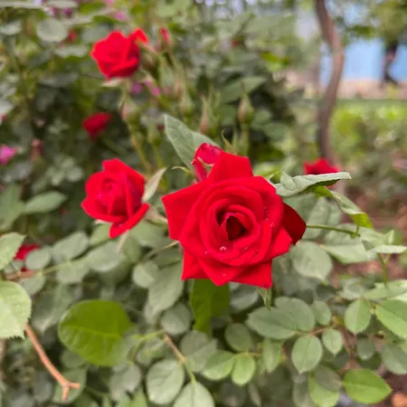 Panoramic View Xhanari בית הארחה