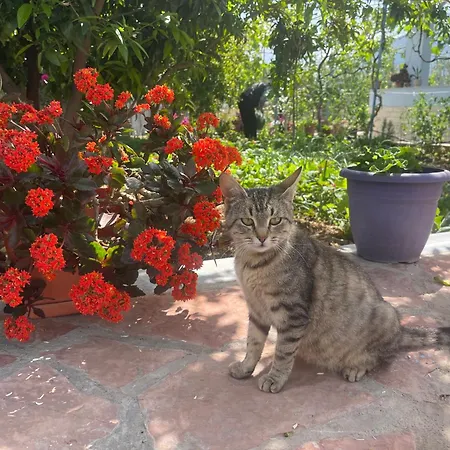 Panoramic View Xhanari