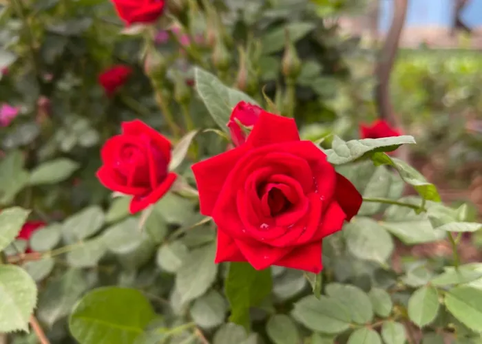 Panoramic View Xhanari Affittacamere